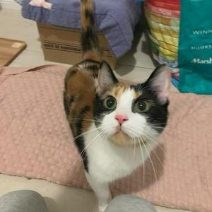 Calypso, young, available for adoption