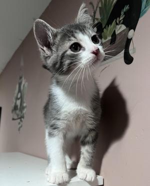 A gray and white kitten standing on a white surface, looking up with wide eyes.