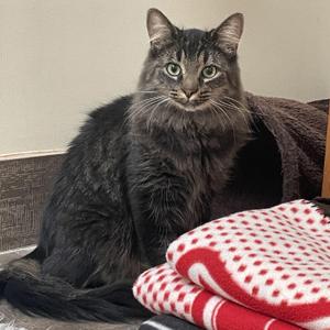 Aurelius (bonded with Wesley), young, available for adoption