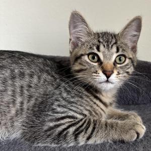 Gordie, kitten, available for adoption