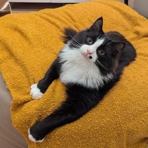 Arthur (bonded with Truffle), young, available for adoption