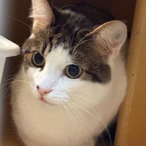 Clover, young, available for adoption