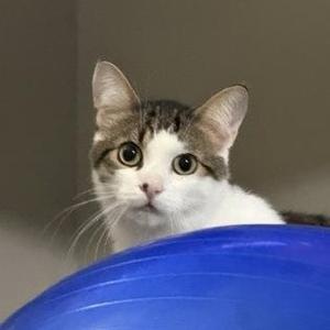 A close-up of a cat with a white and gray coat, large eyes, and a blue ball in the foreground.