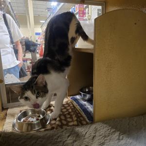 George, adult, available for adoption