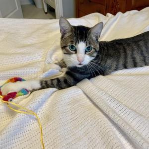 Sheldon, adult, available for adoption