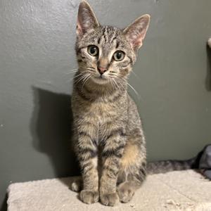 A gray tabby kitten sitting on a white surface with a gray wall in the background.