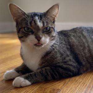 Luna, adult, available for adoption