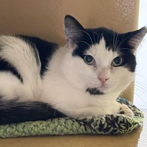 Pedro, adult, available for adoption