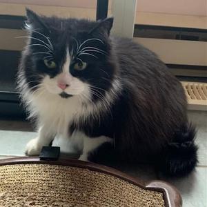 Mandy, adult, available for adoption