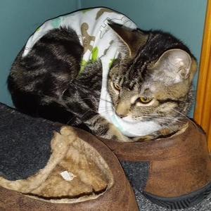 Autumn (bonded with Winter), kitten, available for adoption