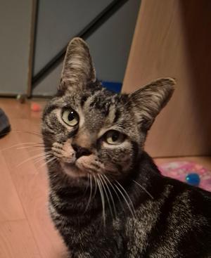 Doodle, adult, available for adoption