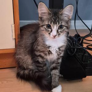 Mabel, kitten, available for adoption