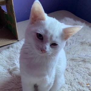 Marshmallow - Polydactyl (bonded with Vader), kitten, available for adoption