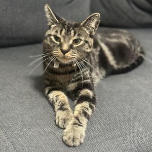 A tabby cat with a striped pattern is lying on a gray couch, looking directly at the camera with its front paws stretched out in front of it.