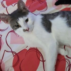 Joya *CH*, adult, available for adoption