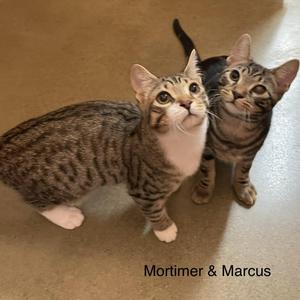 Mortimer (bonded with Marcus), kitten, available for adoption