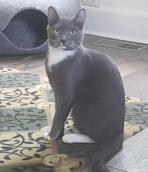 A gray and white cat sitting on a patterned rug.
