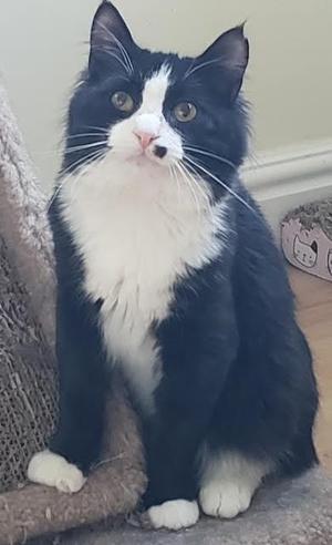 Arthur bonded with Truffle, kitten, available for adoption