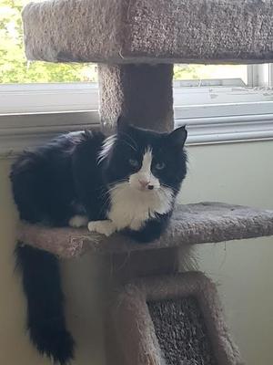 Arthur bonded with Truffle, young, available for adoption