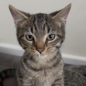 A close-up of a tabby cat with green eyes looking directly at the camera.