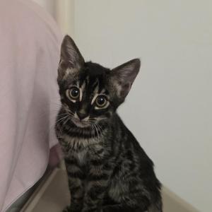A small black and gray tabby kitten with large, expressive eyes sitting on a surface next to a person wearing a pink shirt.