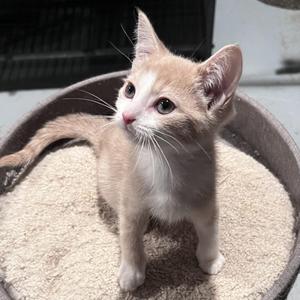 Hunter, kitten, available for adoption