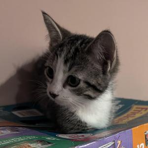 Mira, kitten, available for adoption