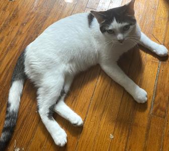Phoenix, adult, available for adoption