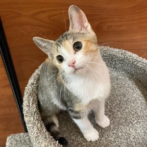 Lizzy, kitten, available for adoption