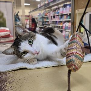 A white and gray cat with green eyes is lying on a white towel, playing with a colorful, knitted toy mouse on a stick. The background shows shelves with various pet supplies in a store.