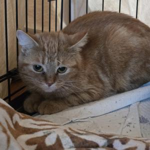 A brown cat lying on a blanket inside a cage.