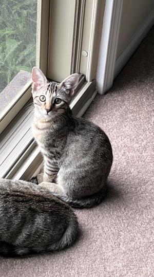 Han  Solo, kitten, available for adoption