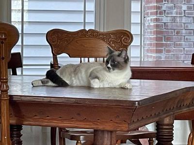 Serafina, adult, available for adoption
