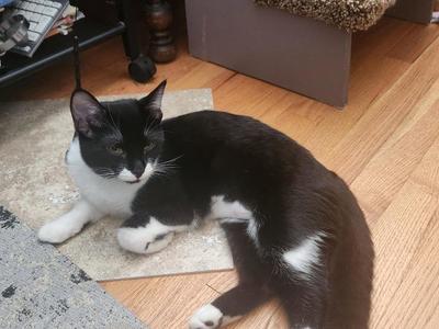 Besty, young, available for adoption