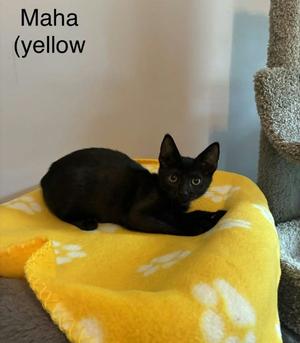 Maha, kitten, available for adoption