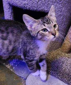 Rocky, kitten, available for adoption