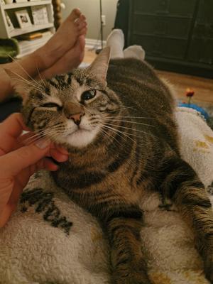 A tabby cat being petted by a person's hand, lying on a blanket with a person's feet in the background.