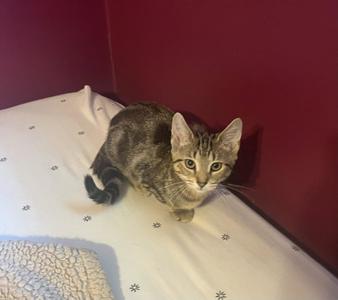Quinn, kitten, available for adoption