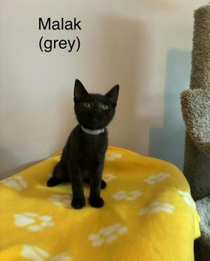 Makak, kitten, available for adoption