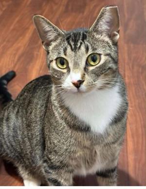 Chip, adult, available for adoption