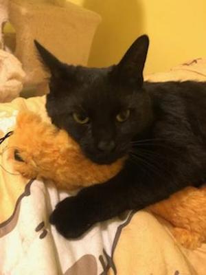 Dorothy, adult, available for adoption