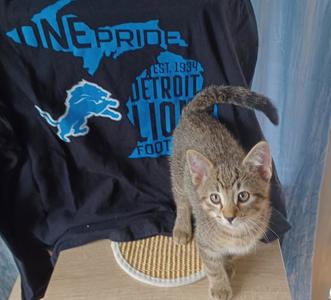 Karo, kitten, available for adoption