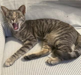 A tabby cat lying on a striped couch, yawning with its mouth wide open.