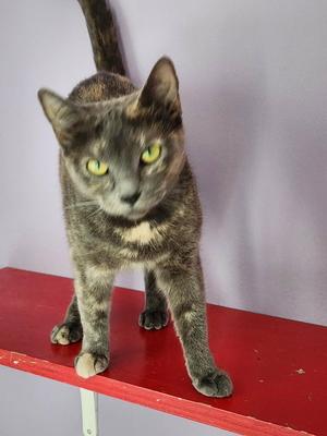 Butters, adult, available for adoption