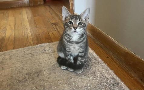 Morgan, kitten, available for adoption