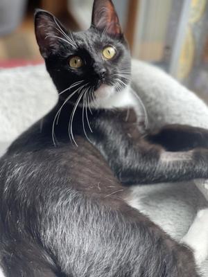 Dunk-A -Roo, kitten, available for adoption