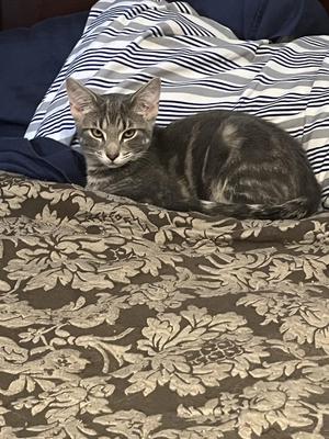 Digger, kitten, available for adoption