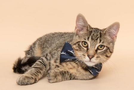 A tabby cat wearing a blue bowtie with white patterns, lying on a beige background.