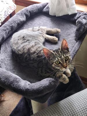 Dolly, young, available for adoption