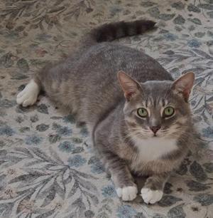 A gray tabby cat with green eyes lying on a patterned carpet.